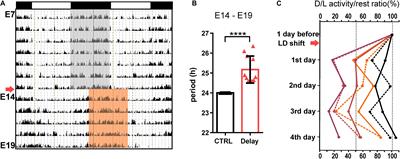 Challenging the Integrity of Rhythmic Maternal Signals Revealed Gene-Specific Responses in the Fetal Suprachiasmatic Nuclei